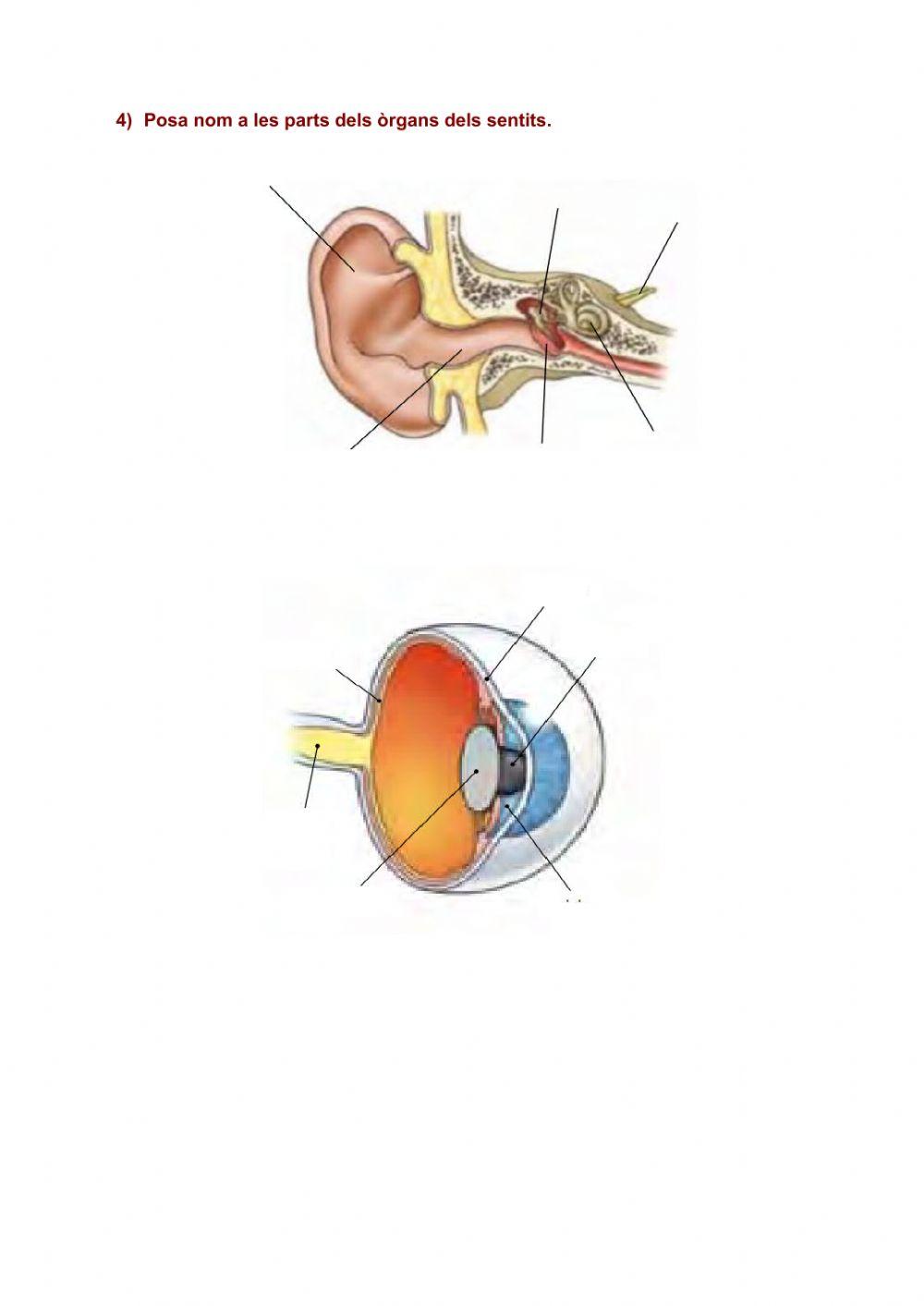 Els òrgans dels sentits
