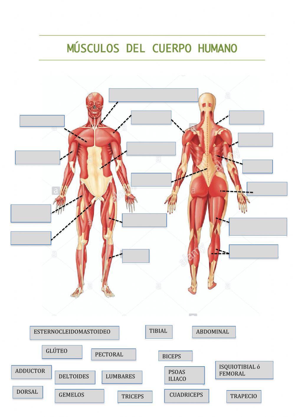 Músculos del Cuerpo humano 2