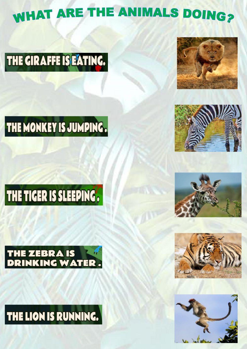 What are the animals doing?