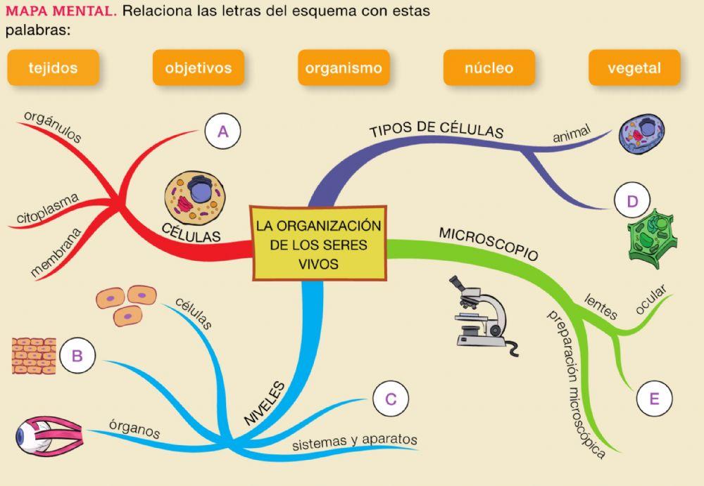 Organización seres vivos