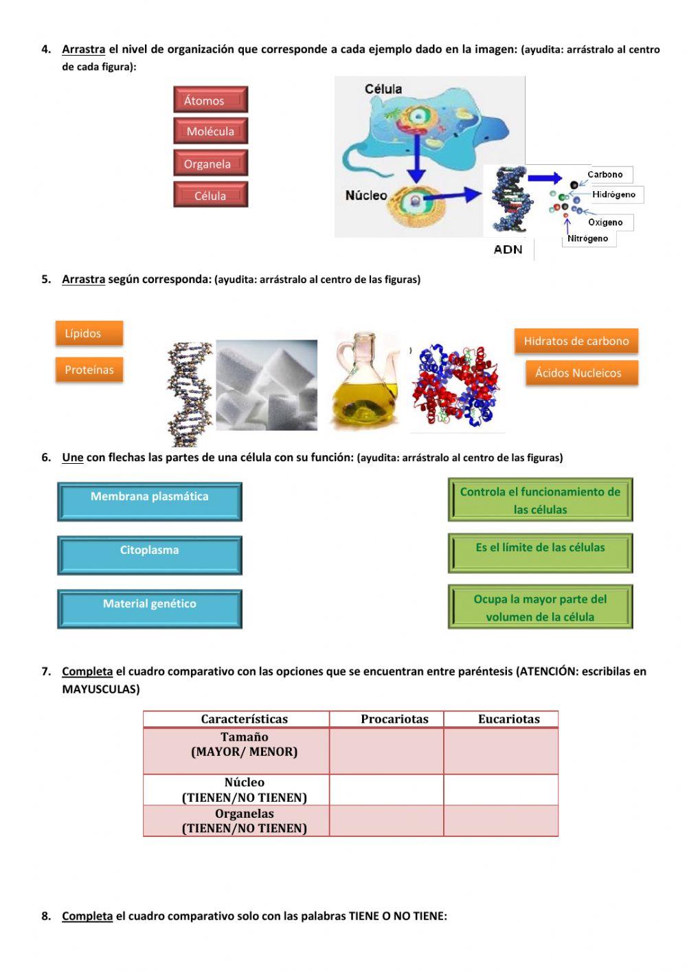 Estructura de los seres vivos 2