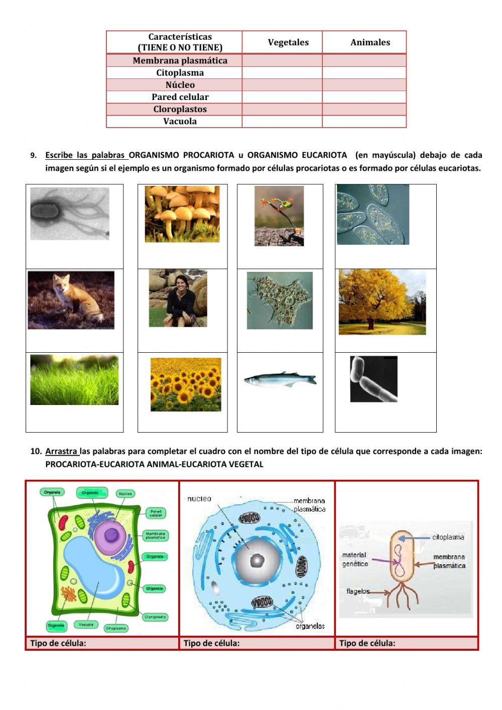 Estructura de los seres vivos 2