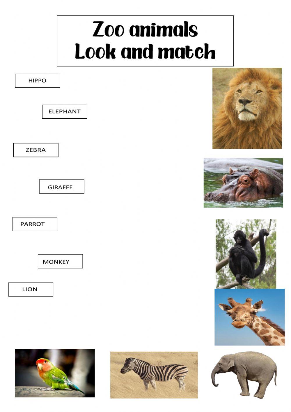 Animals in the Night