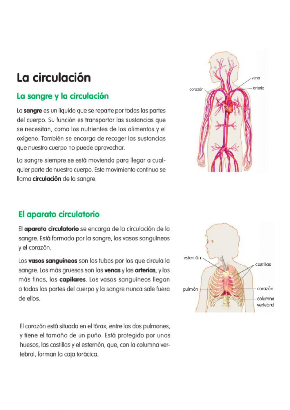 Aparato circulatorio