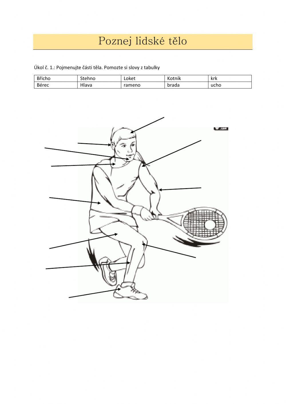 Pracovní list - poznej lidské tělo