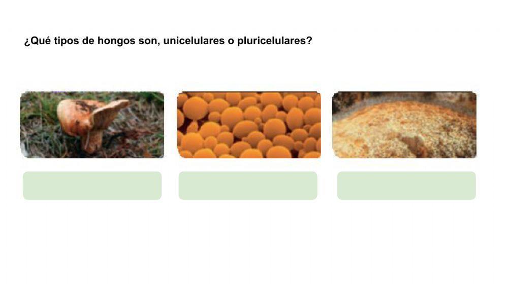 La clasificación de los seres vivos