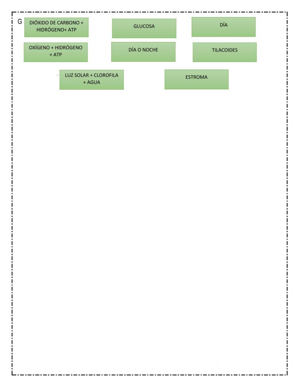 Fotosíntesis y Respiración celular