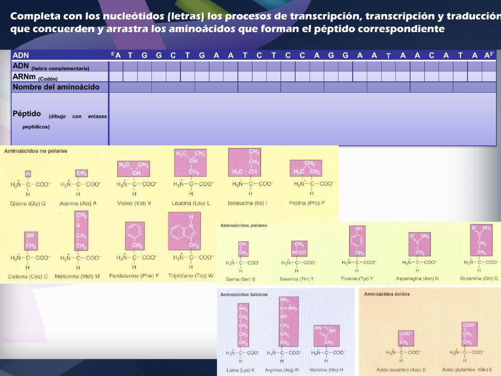 Síntesis de proteínas