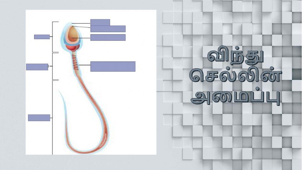 தாவரங்கள் மற்றும் விலங்குகளின் இனப்பெருக்கம்