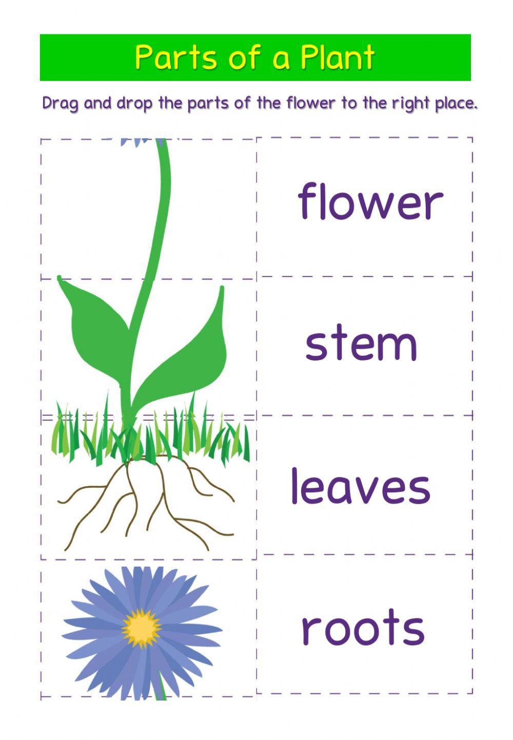 Parts of a Plant online pdf worksheet for Kindergarten | Live Worksheets parts-of-a-plant-online-pdf-worksheet-for-kindergarten-live-worksheets