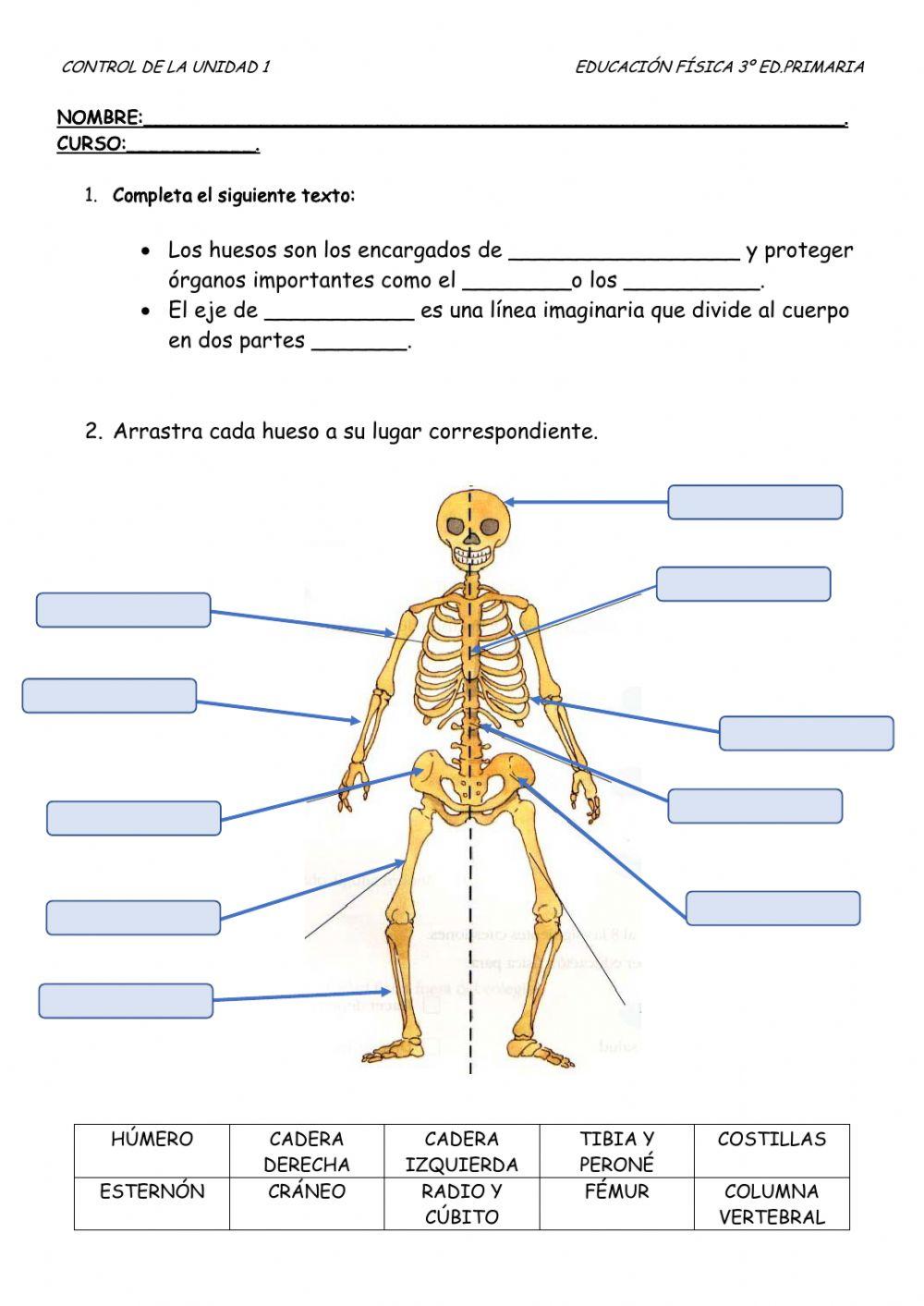 Lateralidad y conocimiento de los principales huesos de nuestro cuerpo