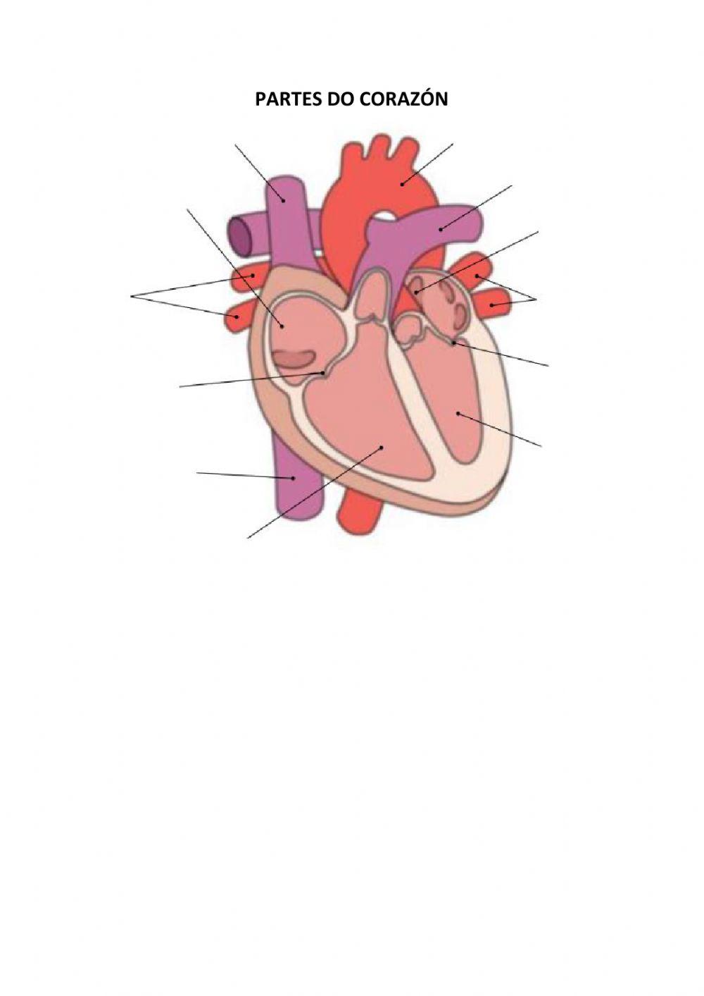 Partes do corazón e veas e arterías