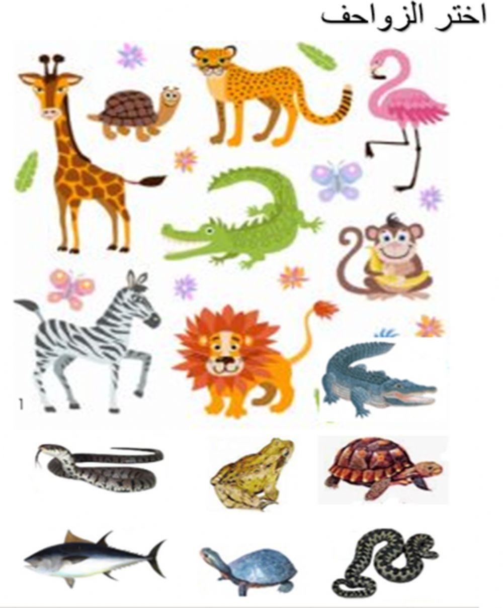 علوم الزواحف