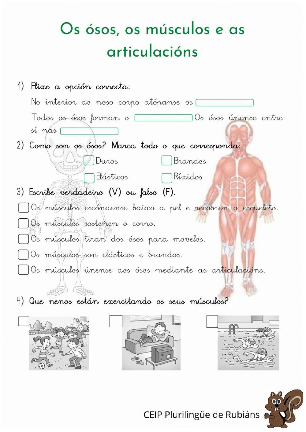 Os ósos, os músculos e as articulacións