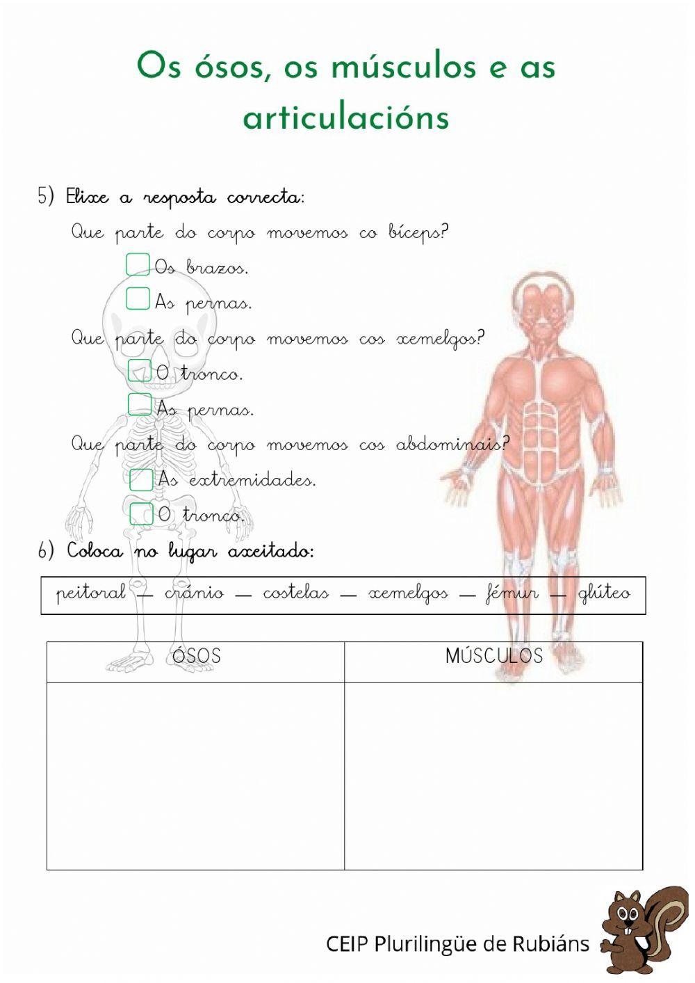 Os ósos, os músculos e as articulacións