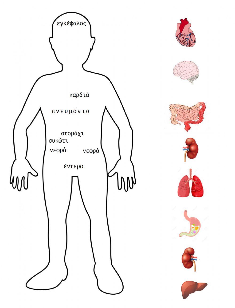 Ανθρώπινο σώμα-Όργανα