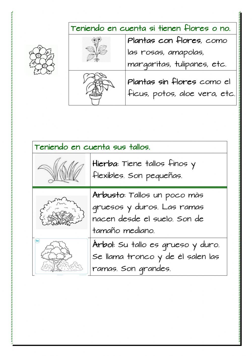Clasificamos las plantas