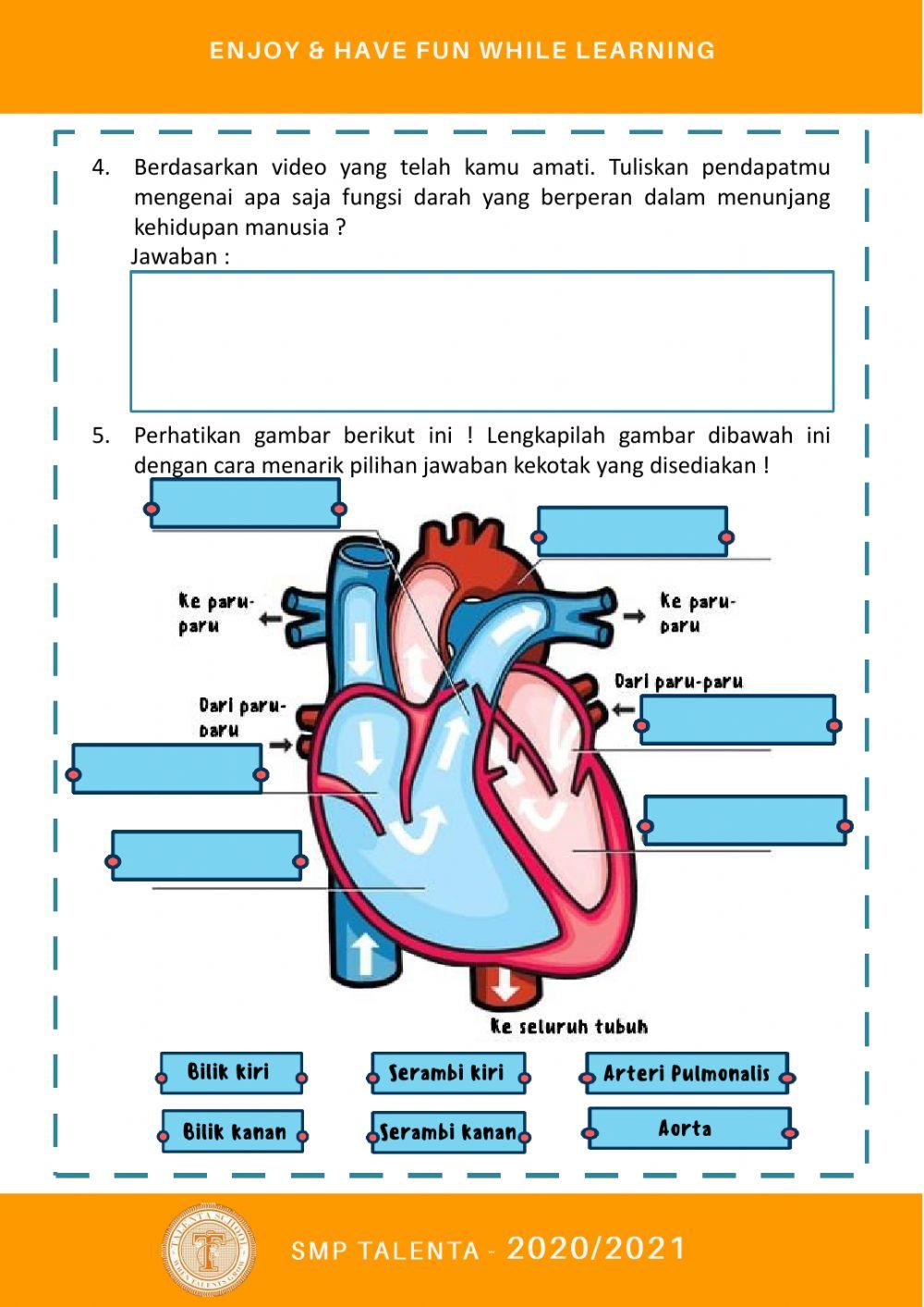 SISTEM PEREDARAN DARAH MANUSIA