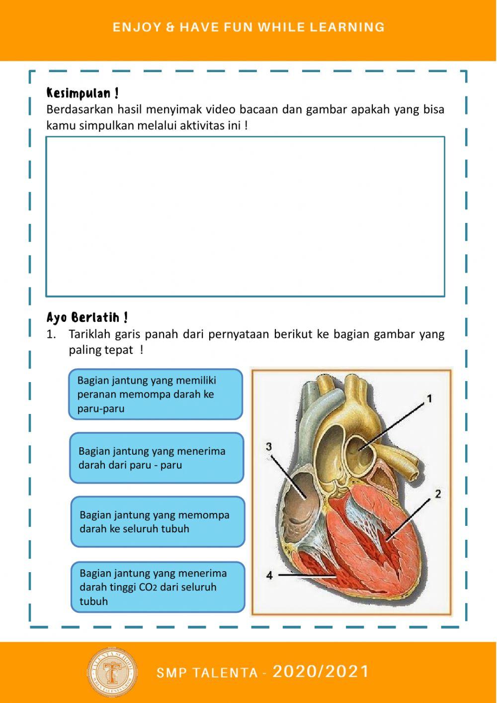 SISTEM PEREDARAN DARAH MANUSIA