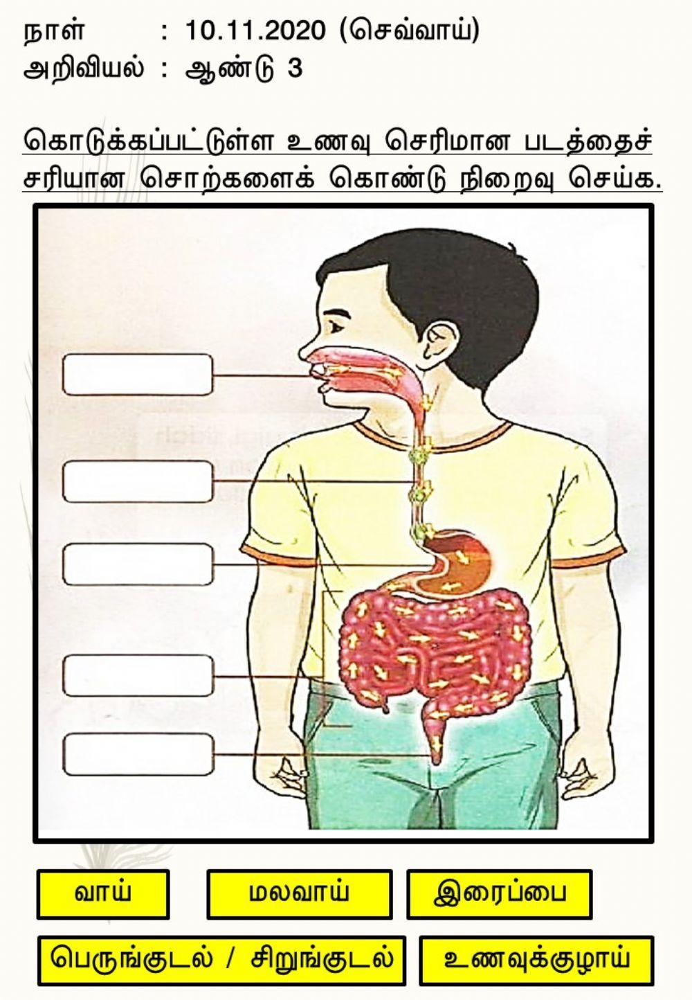 உணவு செரிமானம்