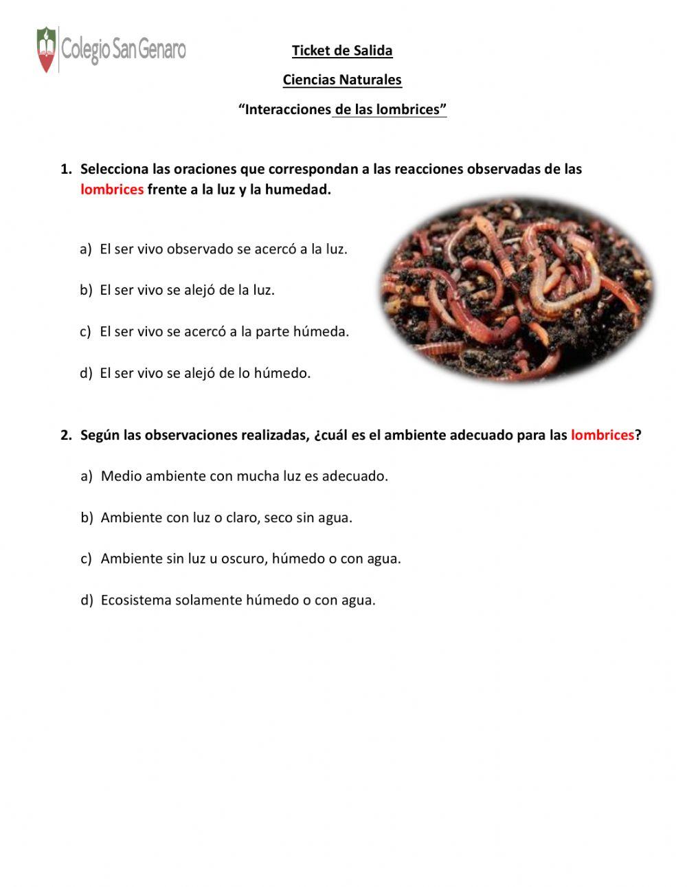Observaciones de las lombrices 4 año