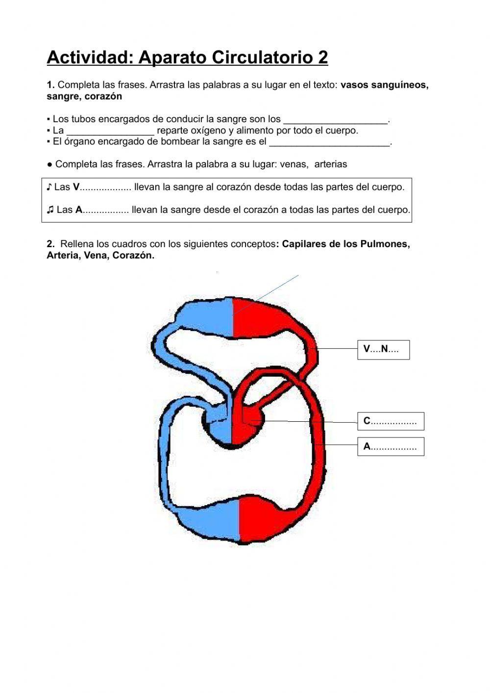 Aparato Circulatorio 2