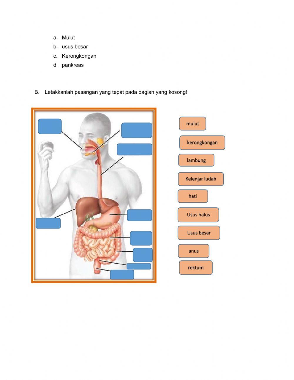 LKPD SISTEM PENCERNAAN MANUSIA