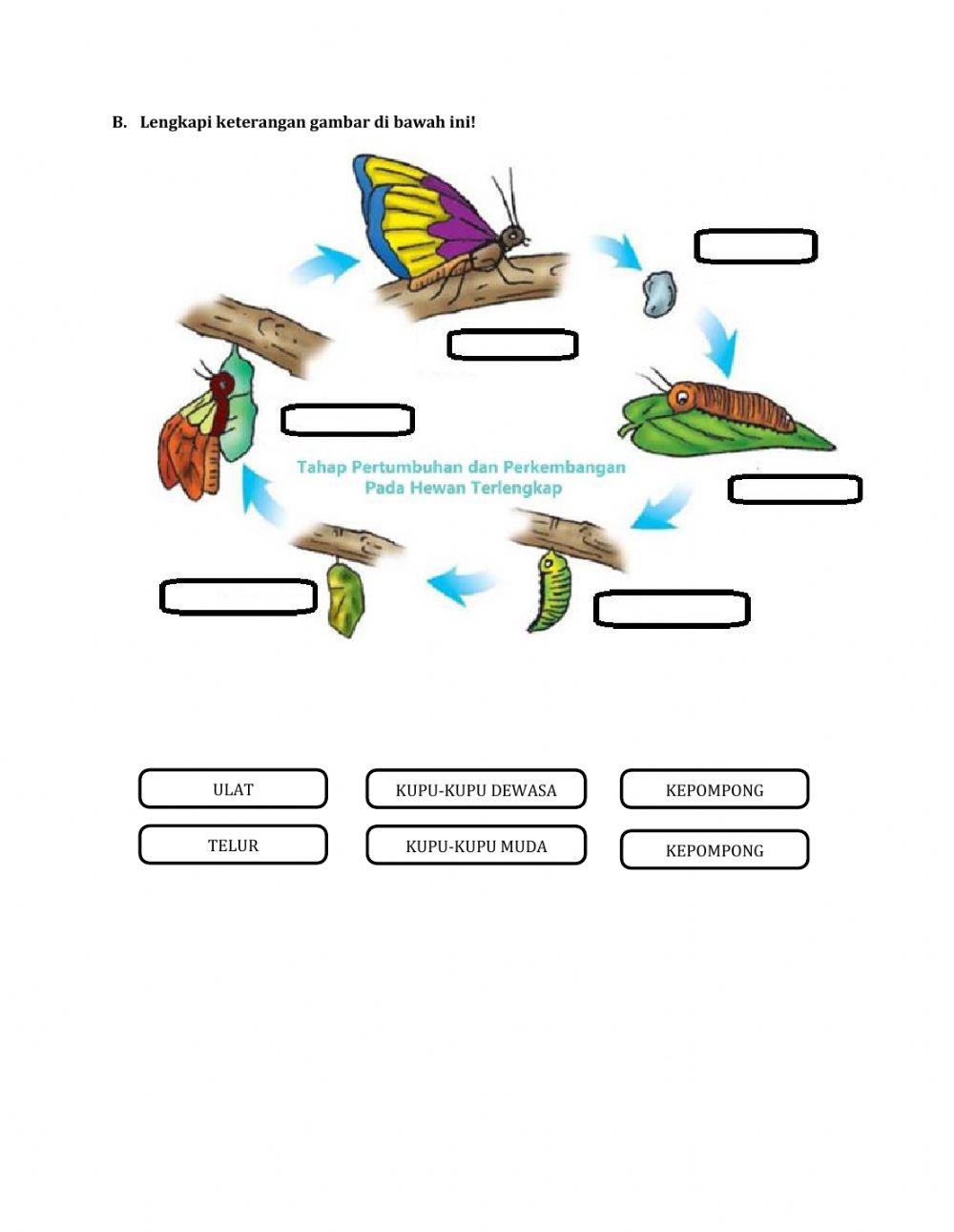 Pertumbuhan dan Perkembangan