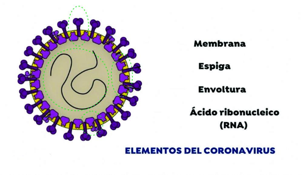Estructura de coronavirus