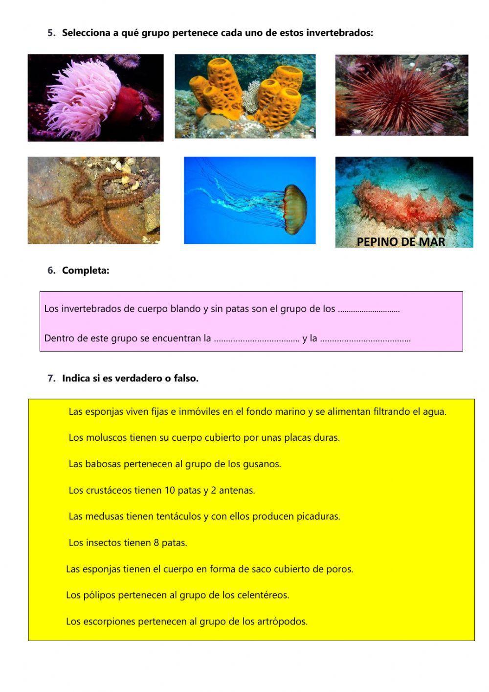 Animales invertebrados