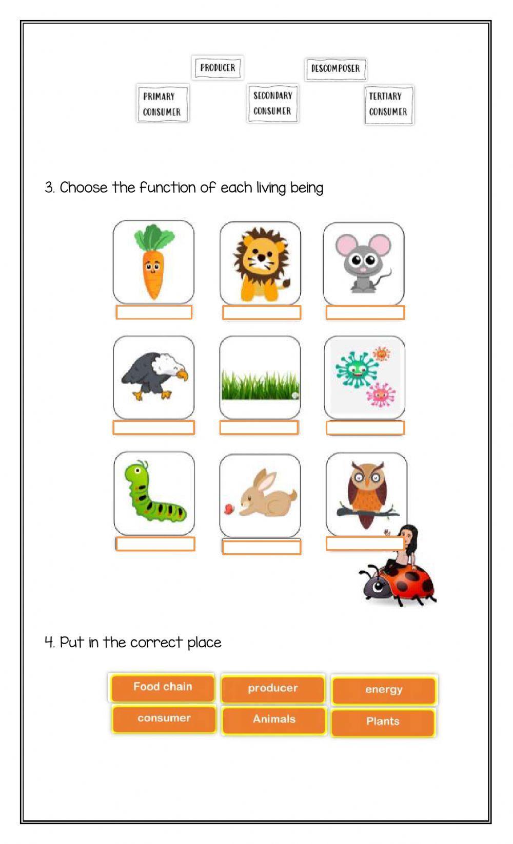 Show me what you know - food chain -second grade- fourth term -2020