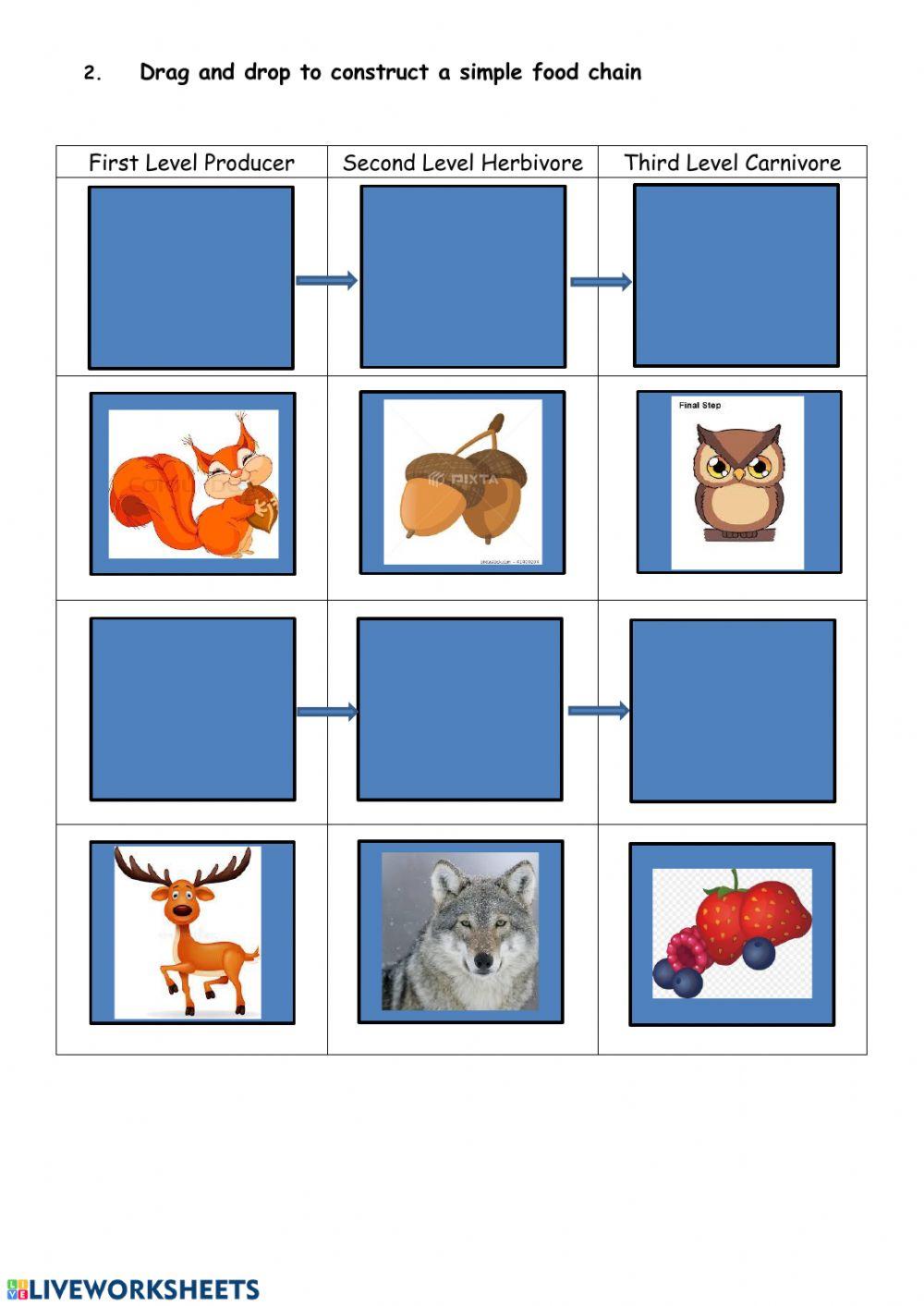 Food Chain interaction Biology Diagrams