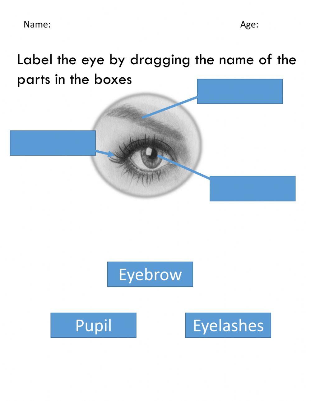 Parts of an Eye