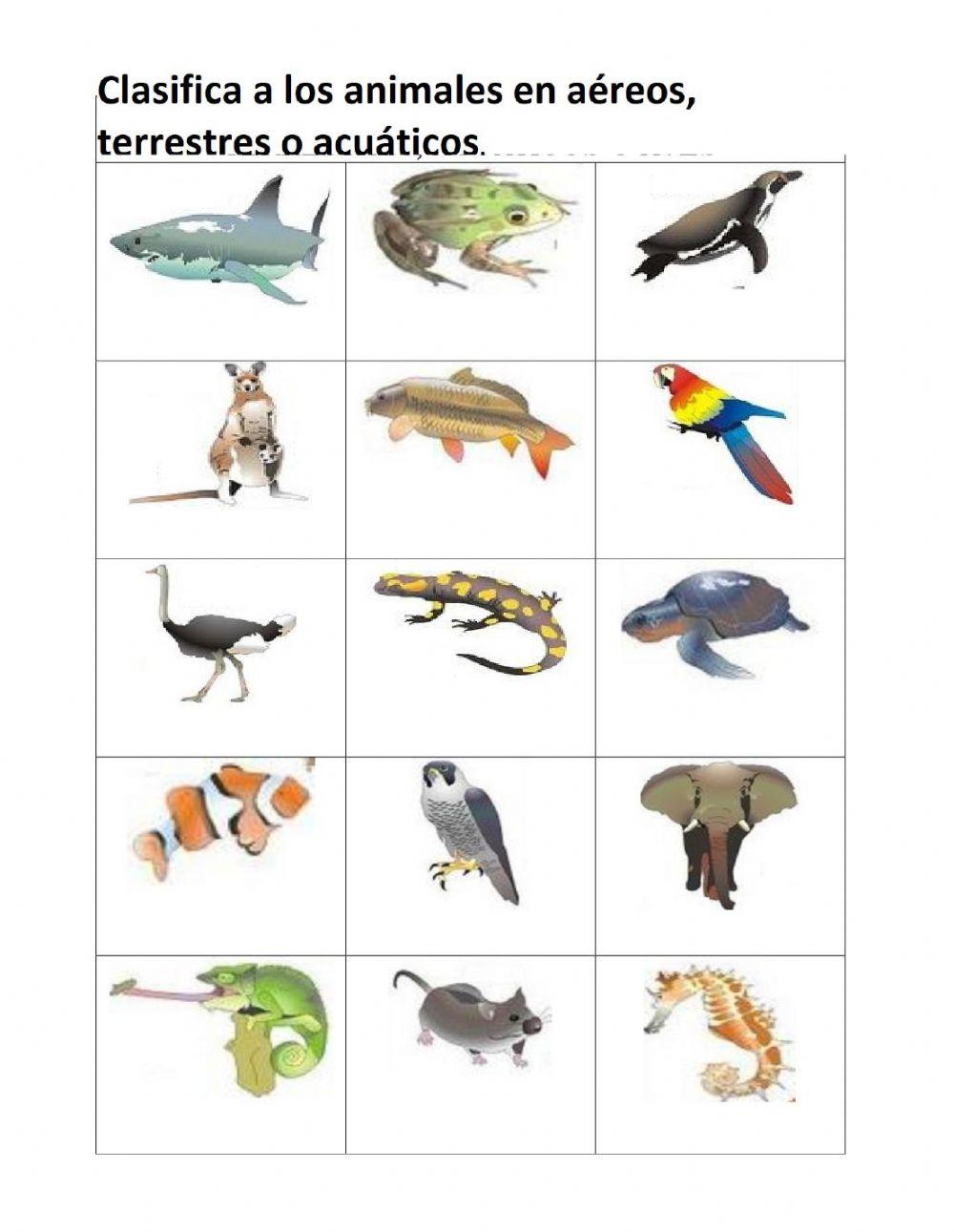 Clasificando animales