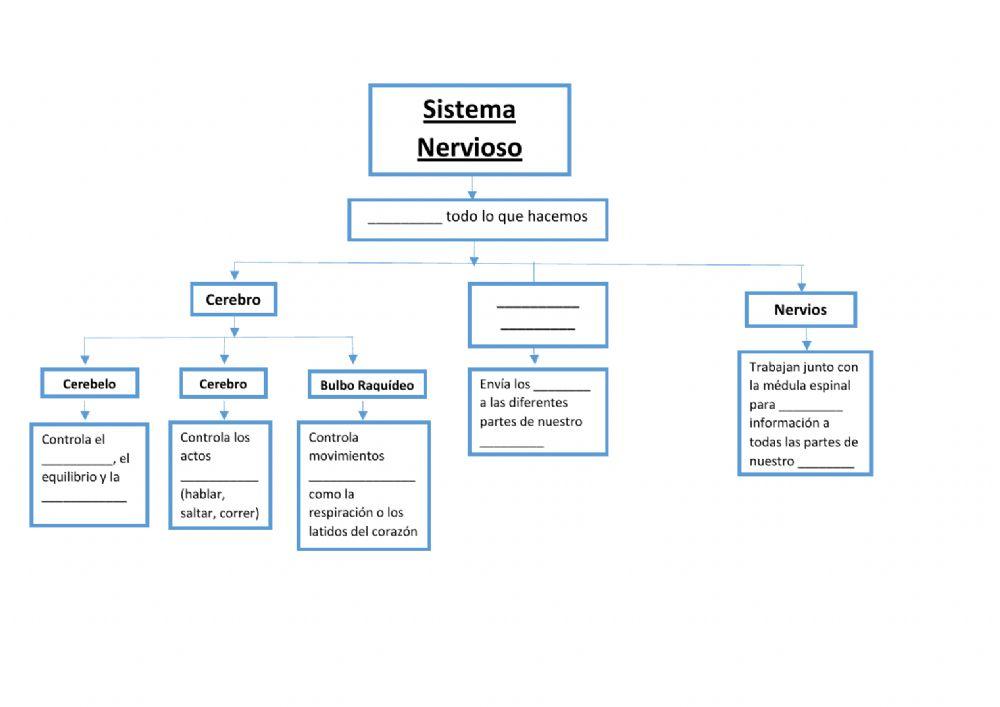 Esquema Sistema Nervioso para completar