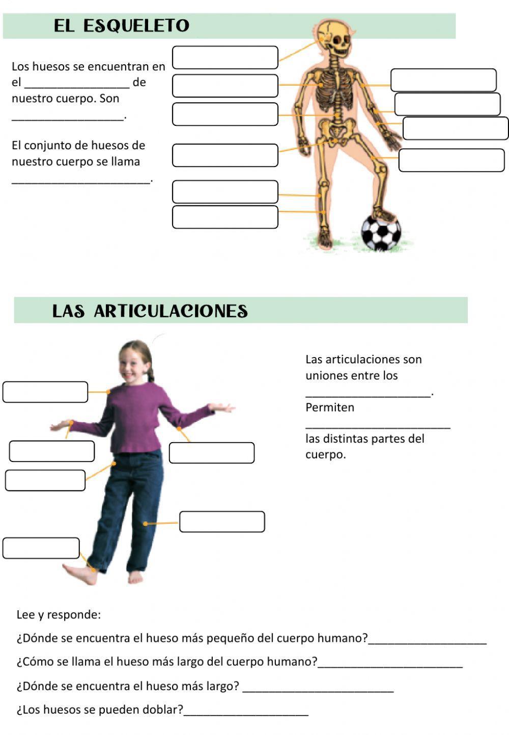 Los huesos y las articulaciones