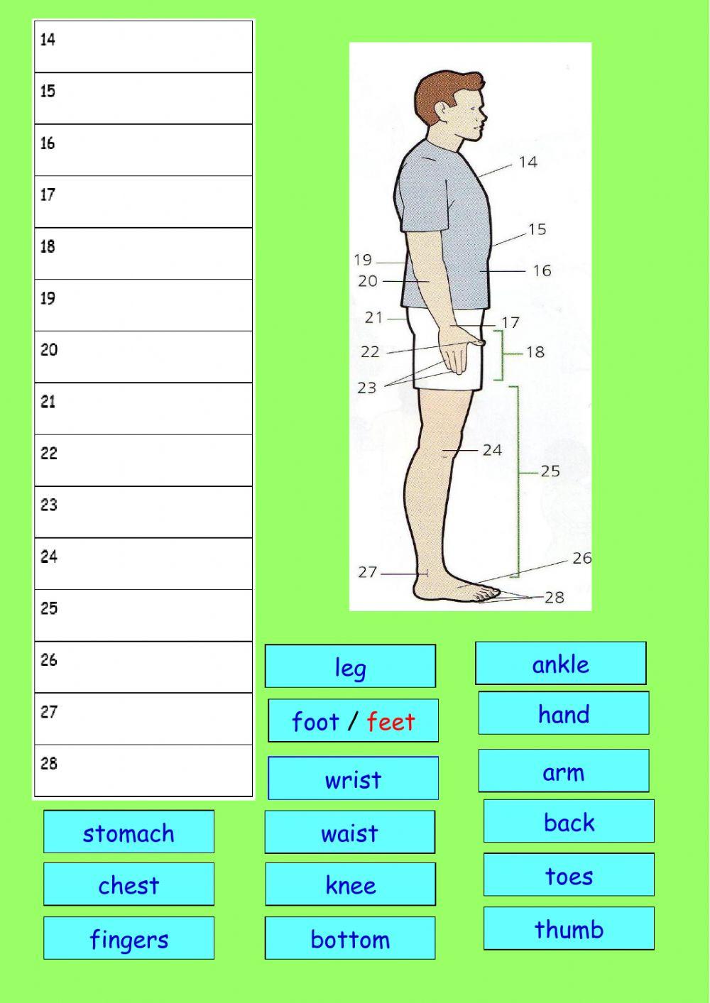 Parts of the body Parts of the body
