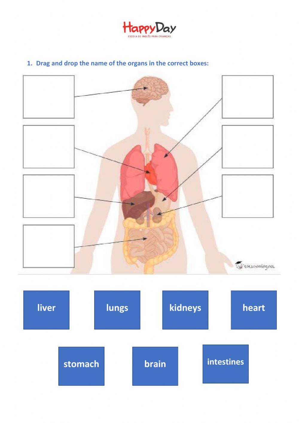 The Human Body - Internal Organs