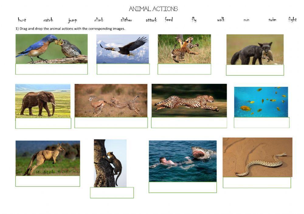Animal actions