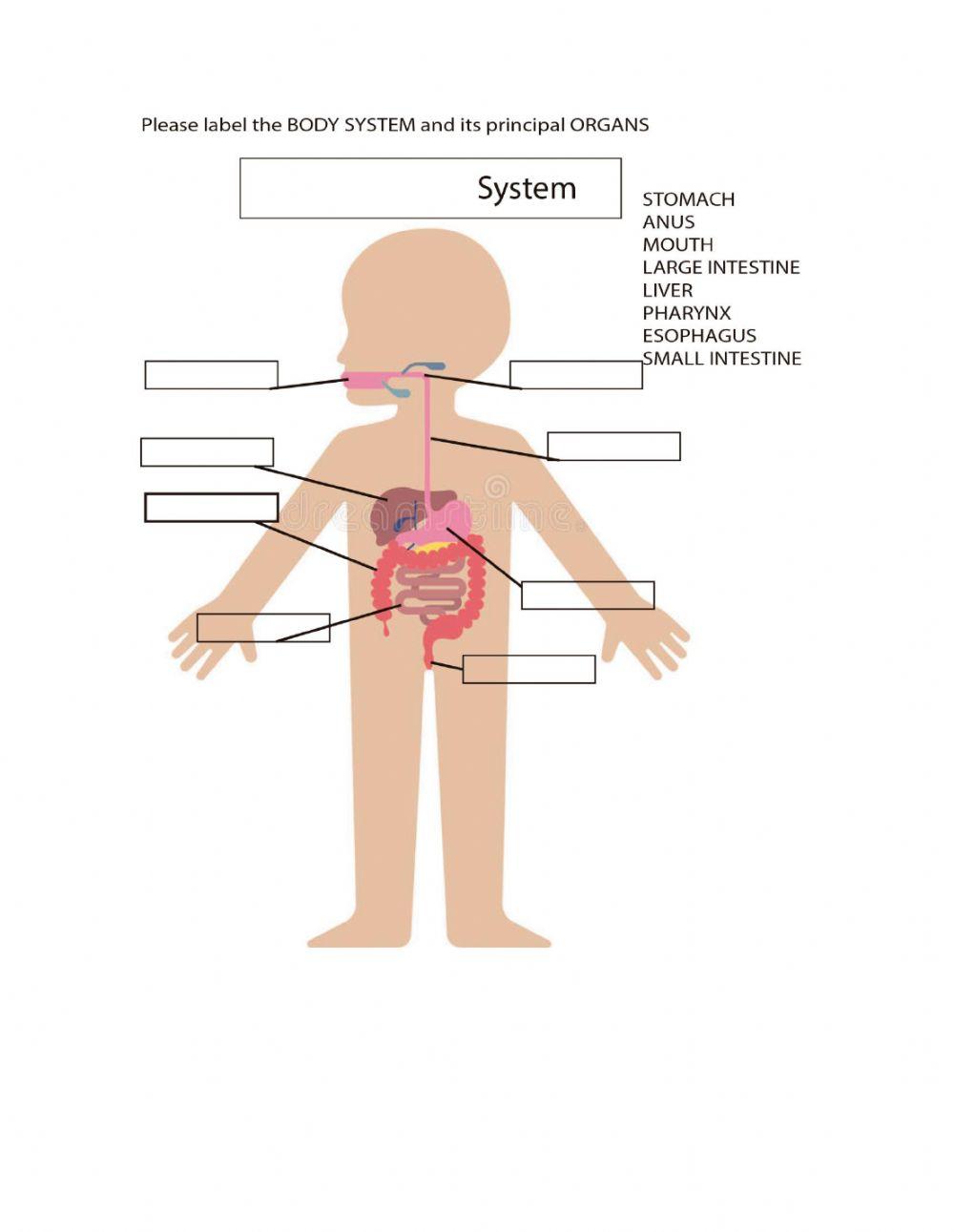 Natural Man-Made Landscapes, Nutrition, Digestive Sistem