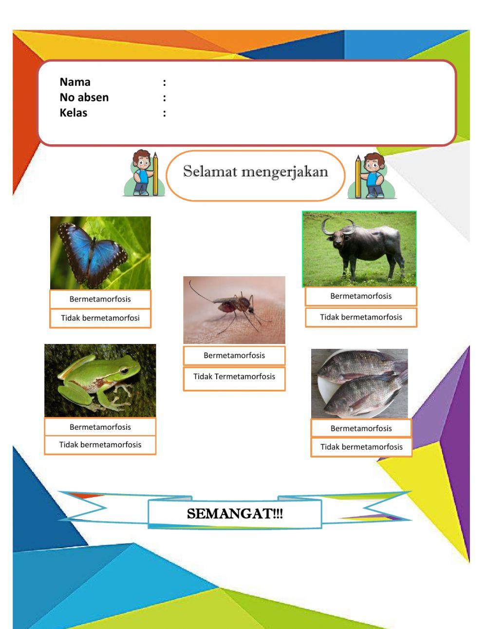 Latihan pengelompokan hewan
