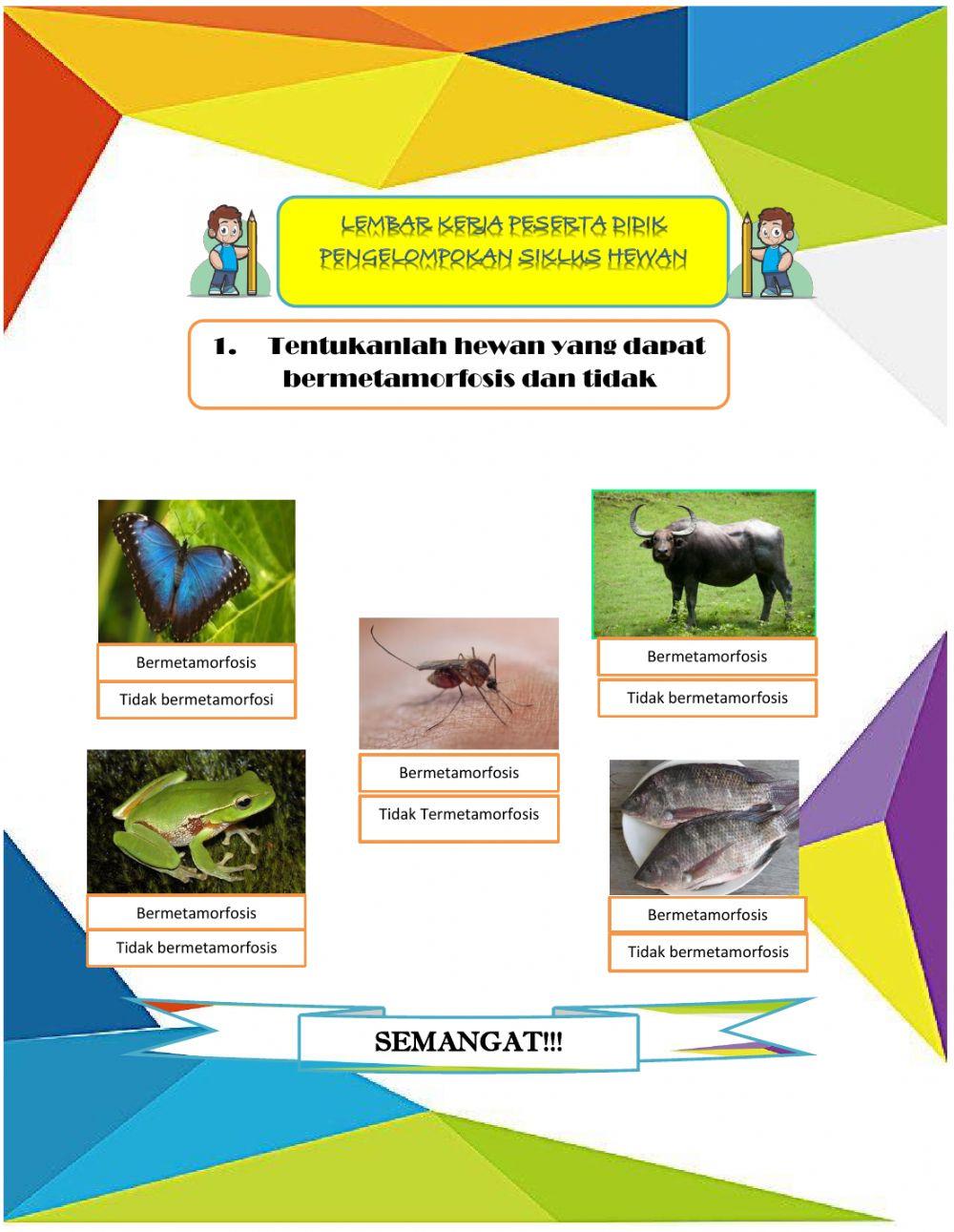 Latihan pengelompokan hewan