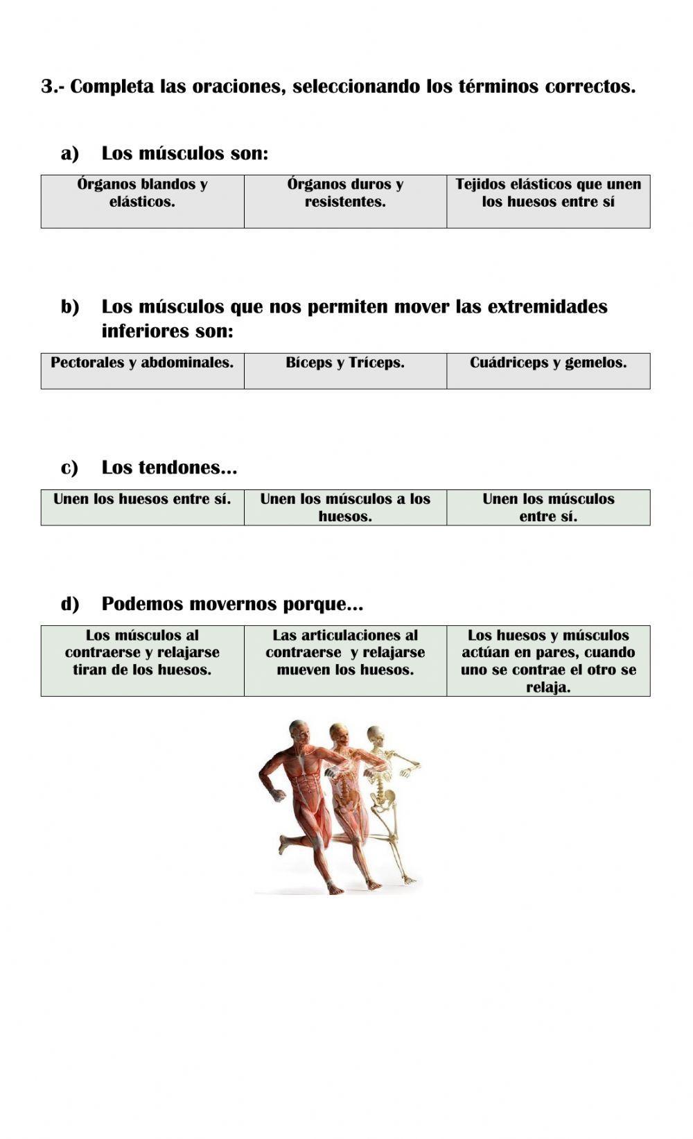 El sistema muscular