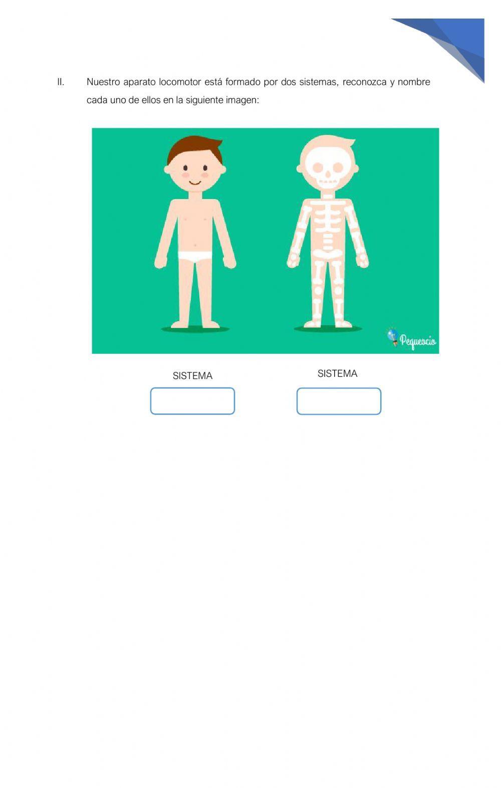 Habilidades motrices y aparato locomotor