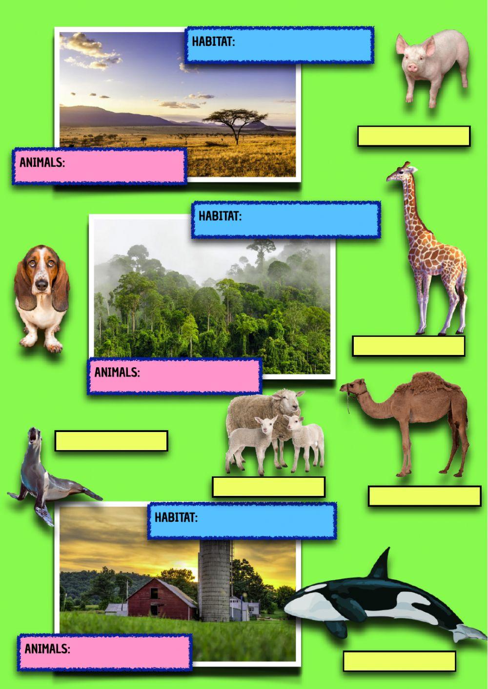 Animal Habitats