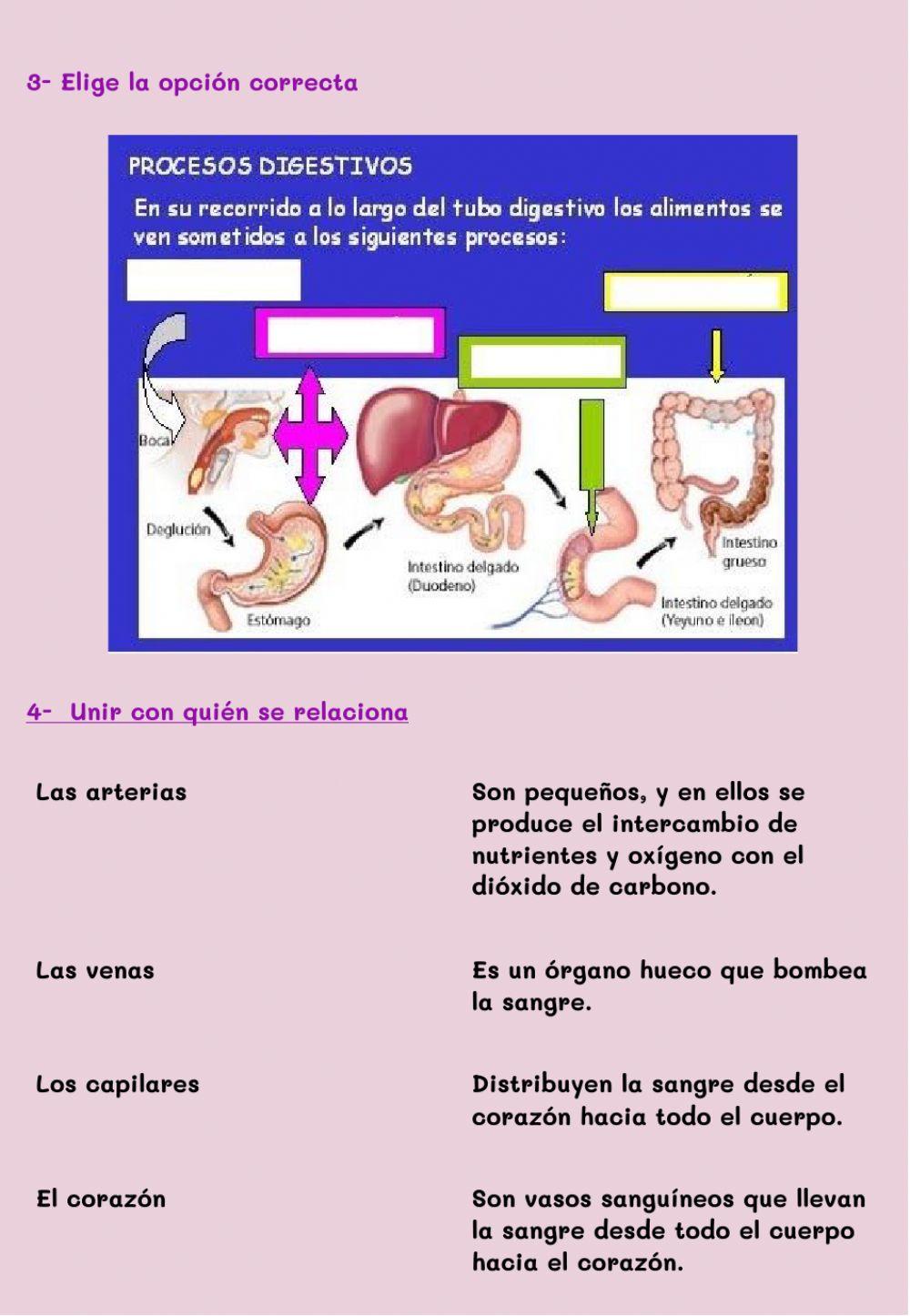 Integración 5to grado 2020 Cs Naturales