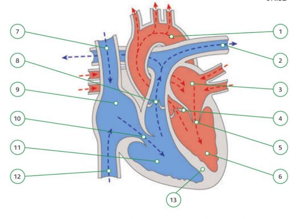 מבנה הלב