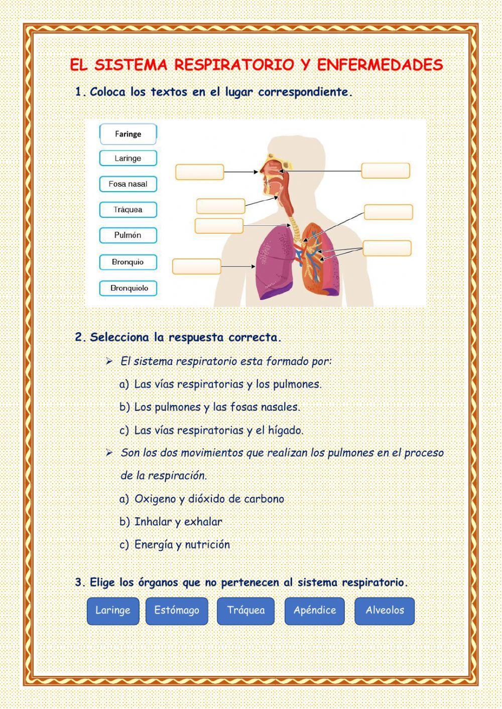 Sistema respiratorio y las enfermedades Sistema respiratorio y las enfermedades