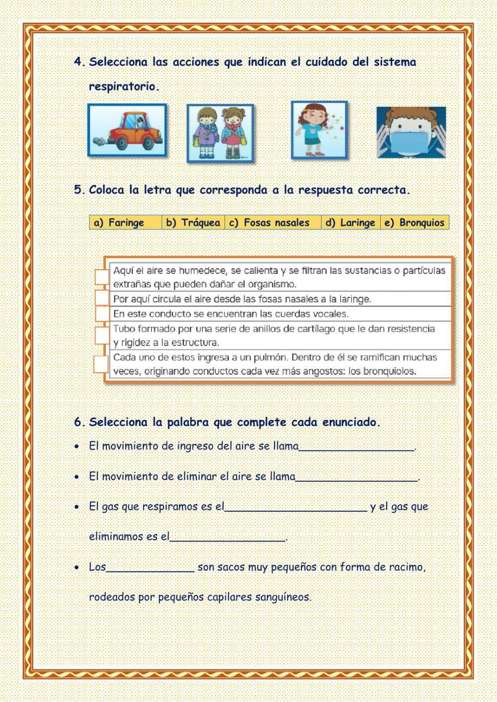 Sistema respiratorio y las enfermedades Sistema respiratorio y las enfermedades