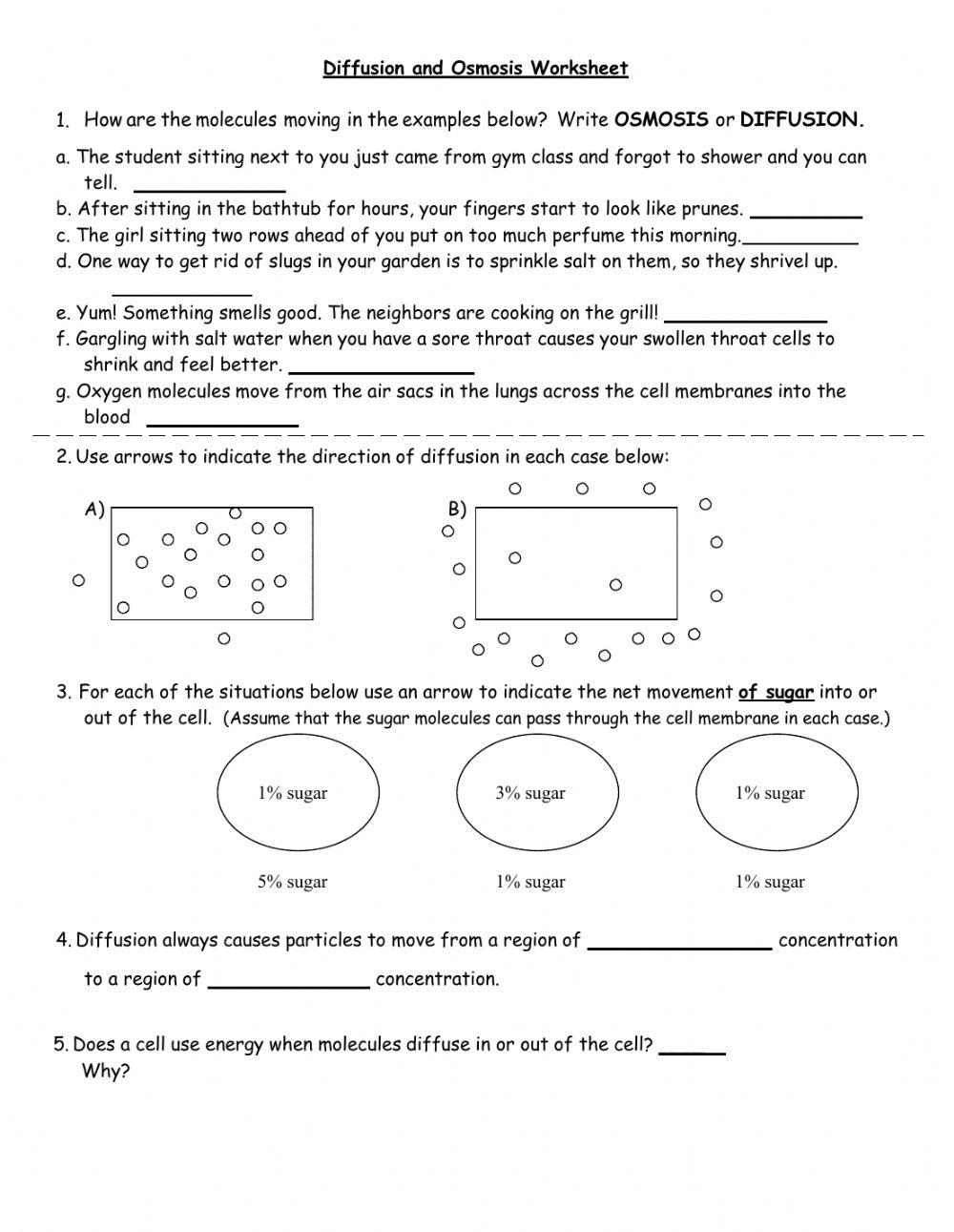 Diffusion and Osmosis worksheet